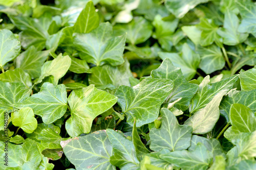 Wallpaper Mural Efeu Torontodigital.ca