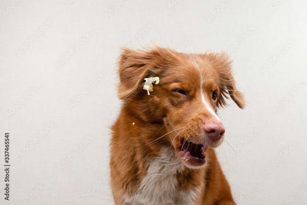 funny face of the dog. happy pet catches food. Nova Scotia Duck Tolling Retriever