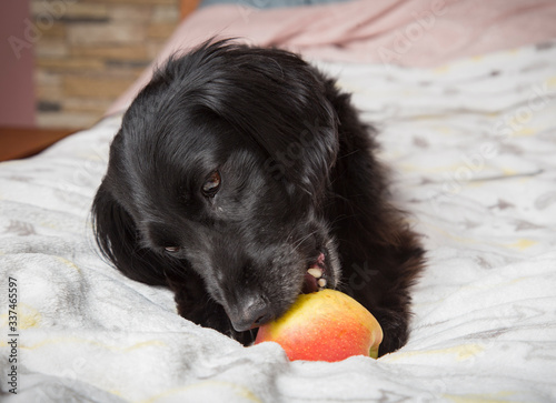 Pies jedzący jabłko