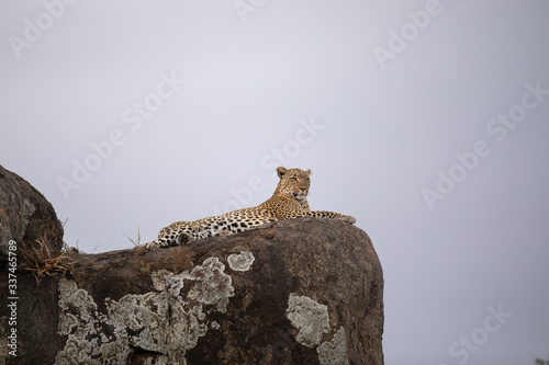leopard  on top of a rock