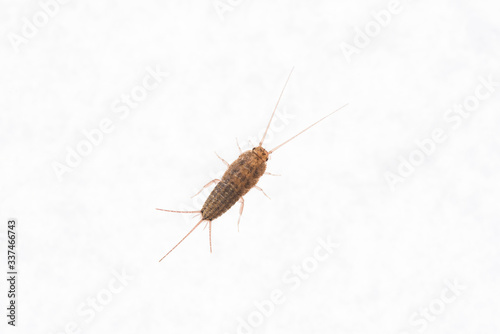 Firebrat (Thermobia domestica), a species of silverfish. Insect Lepisma saccharina in normal habitat.