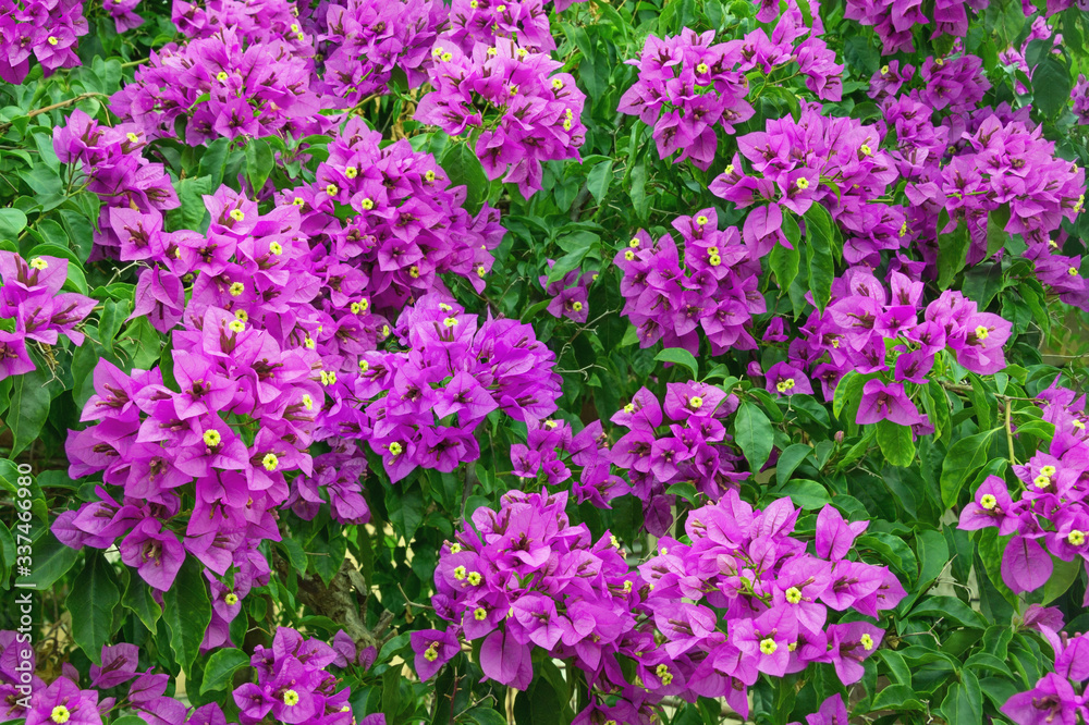 Purple Bougainvillea - ornamental vine with flower-like leaves , background