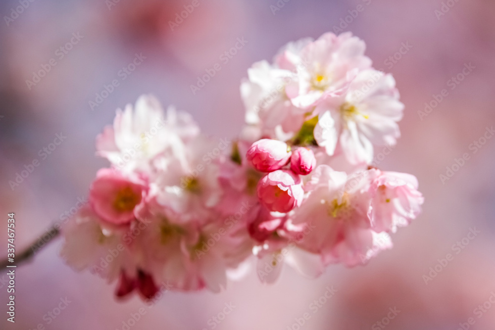 Closeup of Wild Himalayan Cherry (Prunus cerasoides) or thai sakura flower Closeup of Wild Himalayan Cherry (Prunus cerasoides) or thai sakura flower