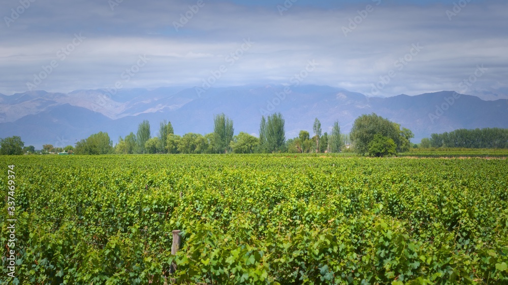 Grapevine rows at a vineyard estate in Mendoza, Argentina, with Andes Mountains in the background. Wine industry, agriculture background.