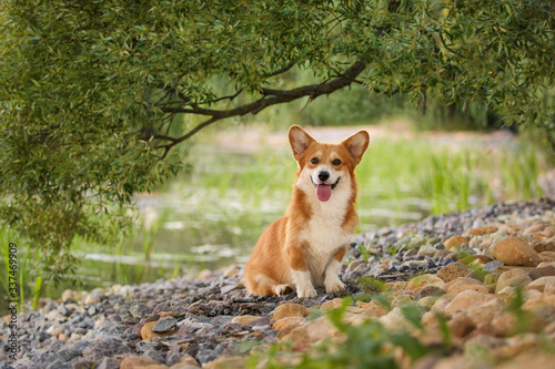 corgi dog pembroke welsh corgi outdoor in summer park photo
