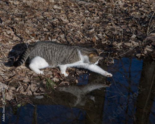 Curious Grey and White Cat Reaching Paw Out to Touch Water of Ones Reflection in the puddle or Pond Out Walking in Woods in Fall  photo