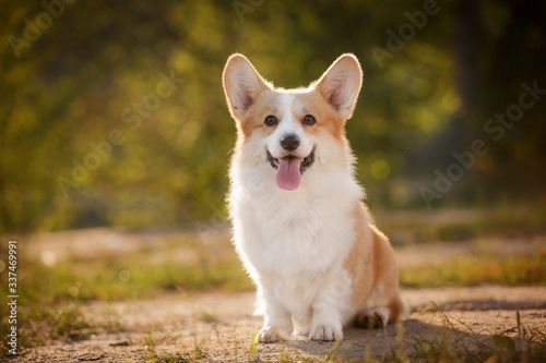 Photos corgi dog pembroke welsh corgi outdoor in summer park