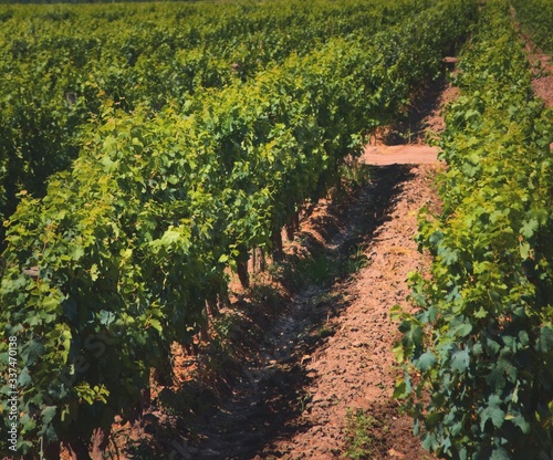 Grapevine rows at a vineyard estate in Mendoza, Argentina. Wine industry, agriculture background.