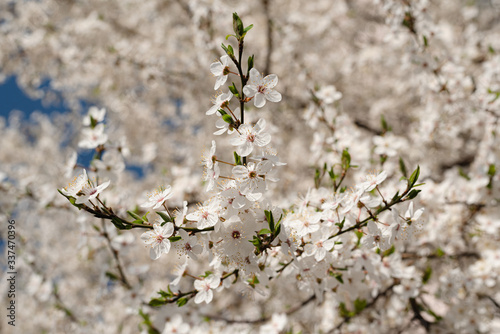 Blooming spring plum tree. Natural seasonal floral background. Blooming orchard. Selective focus.