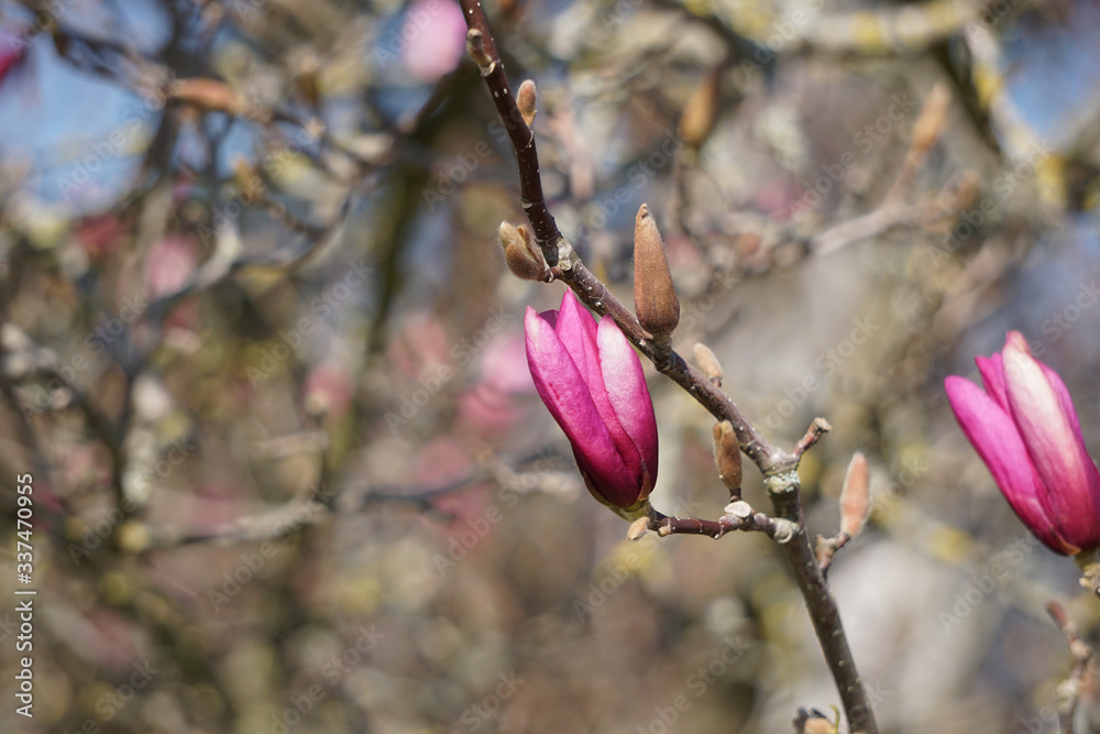Frühlings Kirschblüten