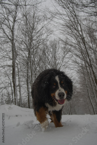 Bernese Mountain Dog in Winter on Trail in Forest off leash happy and healthy walking in the woods