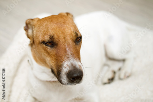 Resting dog Jack Russell Terrier, close-up © isavira