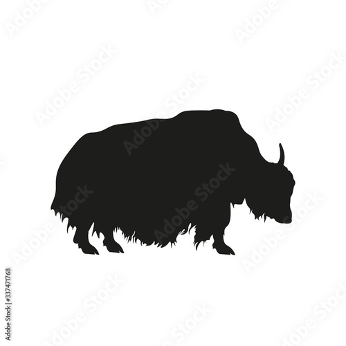Black silhouette of domestic yak on white background