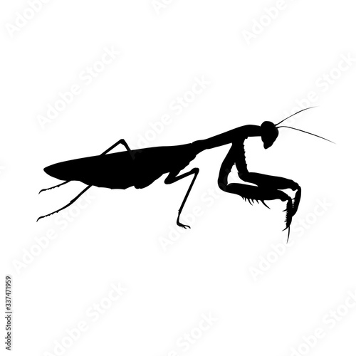 Praying mantis predatory insect vector realistic illustration