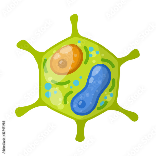 Green cell of the plant. Element of science and biology. Cartoon flat illustration. Microorganism by microscope. With core, details and membrane