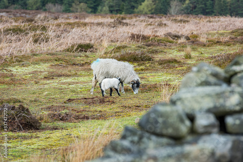 Sheep and calf grazing on fields in the north of Peak District, Yorkshire, UK