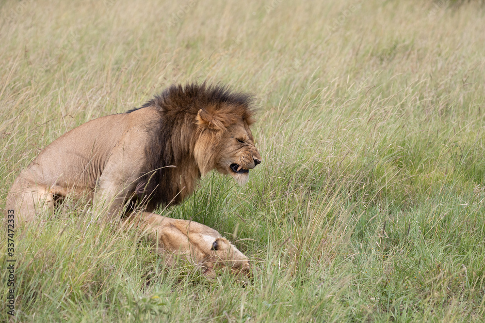 lion mating lion mating