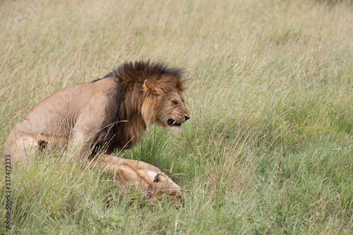 lion mating
