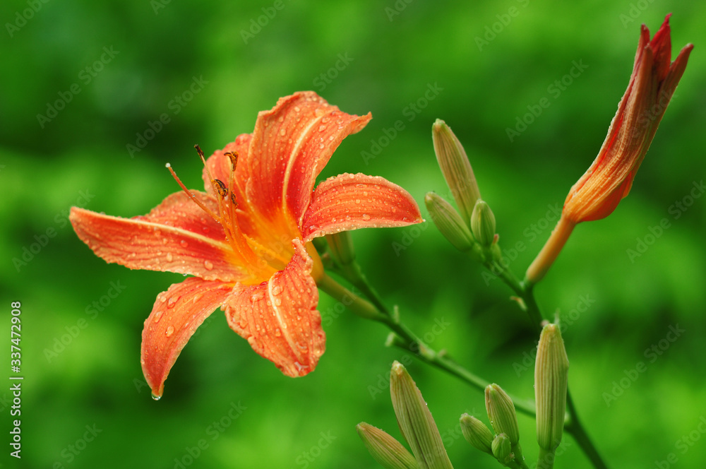 Fototapeta premium lily of the valley