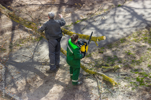 The master cuts the branches of a diseased tree. photo