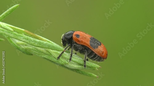 Clytra quadripunctata is species of leaf beetle in subfamily Cryptocephalinae. Its common name is Four spotted leaf beetle. Macro view in wildlife photo