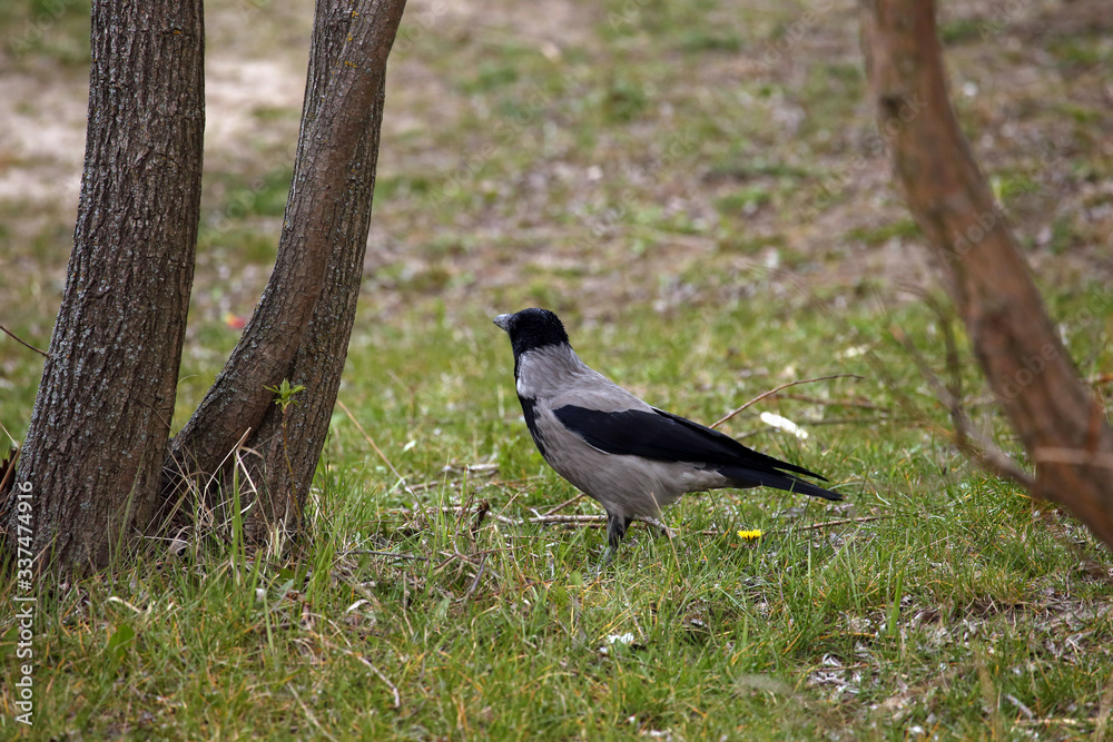 Fototapeta premium magpie on the grass in the forest