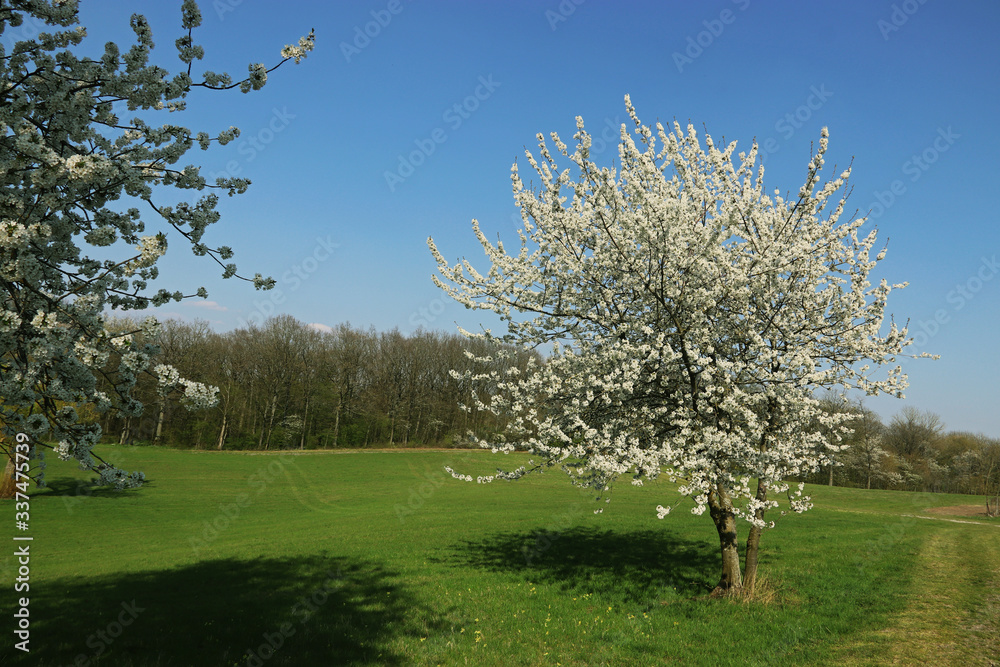 springtime landscape with blooming cherry trees springtime landscape with blooming cherry trees