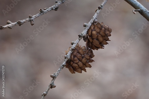 Frühlings Kirschblüten