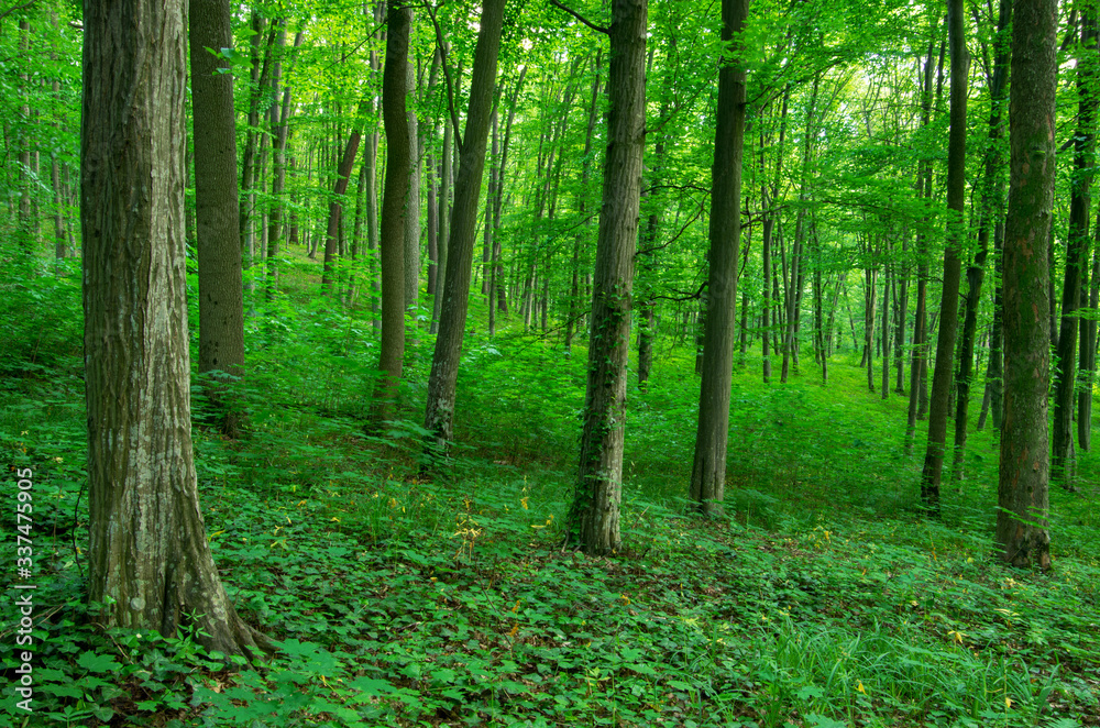 Sunlight in the green forest, spring time