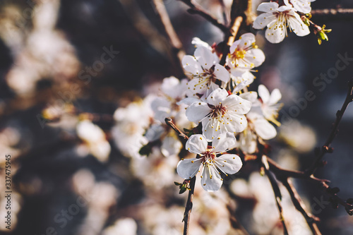 delicate white apricot flowers in spring