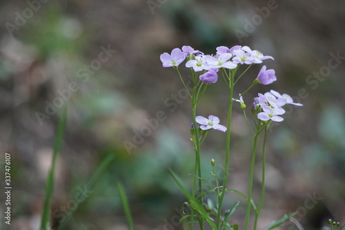 Frühlings Blumen
