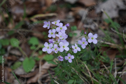 Frühlings Blumen