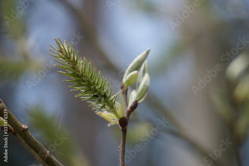 Frühlings Kirschblüten
