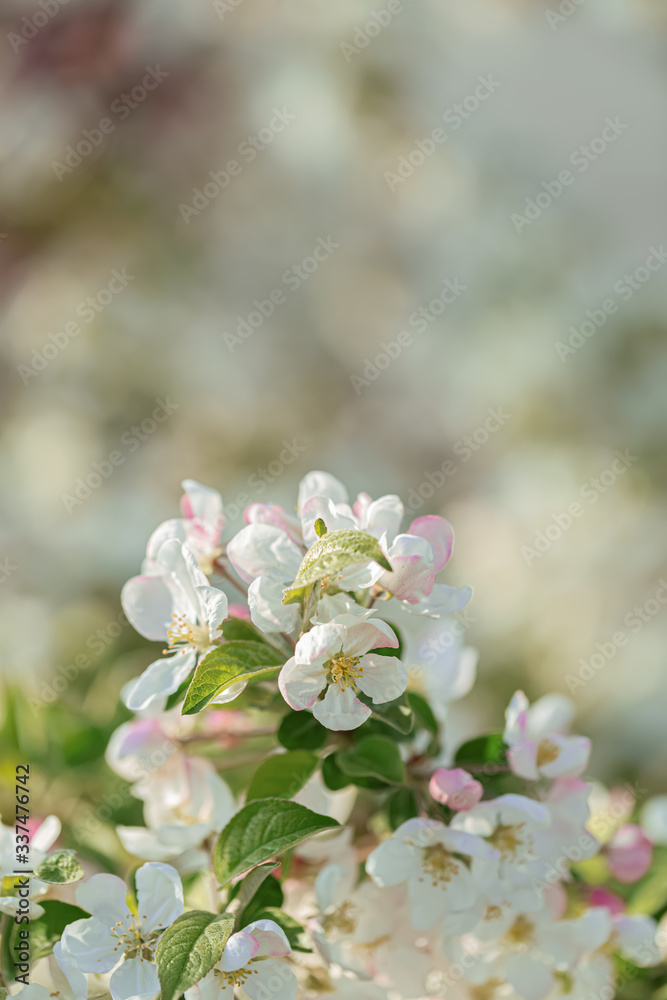 Blossoming apple tree in the garden. White flowers in springtime. Spring nature wallpaper. Shallow depth of field. Toned image.