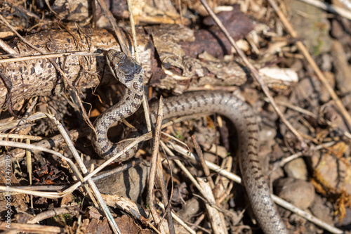 Schlingnatter Schlange im Sauerland