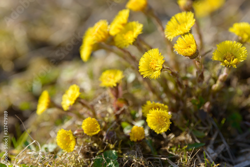 Coltsfoot or foalfoot medicinal wild herb. Farfara Tussilago plant growing in the field. Young flower used as medication ingredients. Meadow spring blooming grass. Group of beautiful yellow flowers.