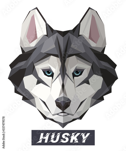 Husky Dog low poly design. Triangle vector illustration isolated on white