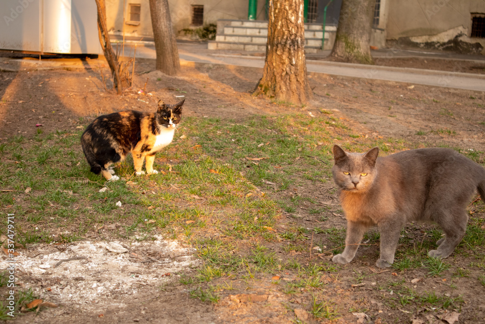 Homeless cats. Cats walk along the street. Cats. 