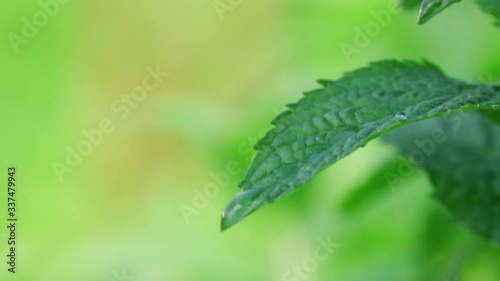 green mint grows in the yard and moves slowly from the wind