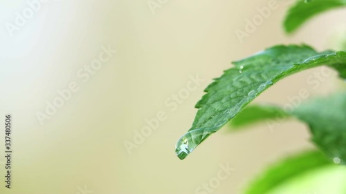 green mint grows in the yard and moves slowly from the wind