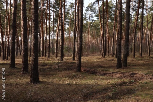 Outskirts of a pine forest in early spring  in sunny weather. Large pine trees on the sand dunes.