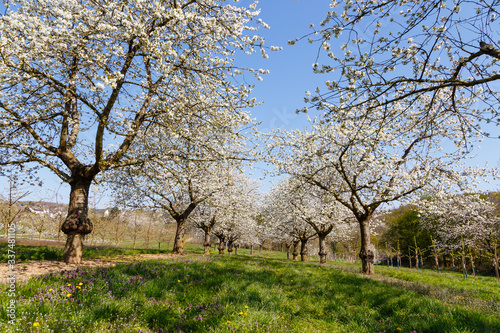 Kirschblüte in Wiesbaden-Frauenstein. 06.04.2020.