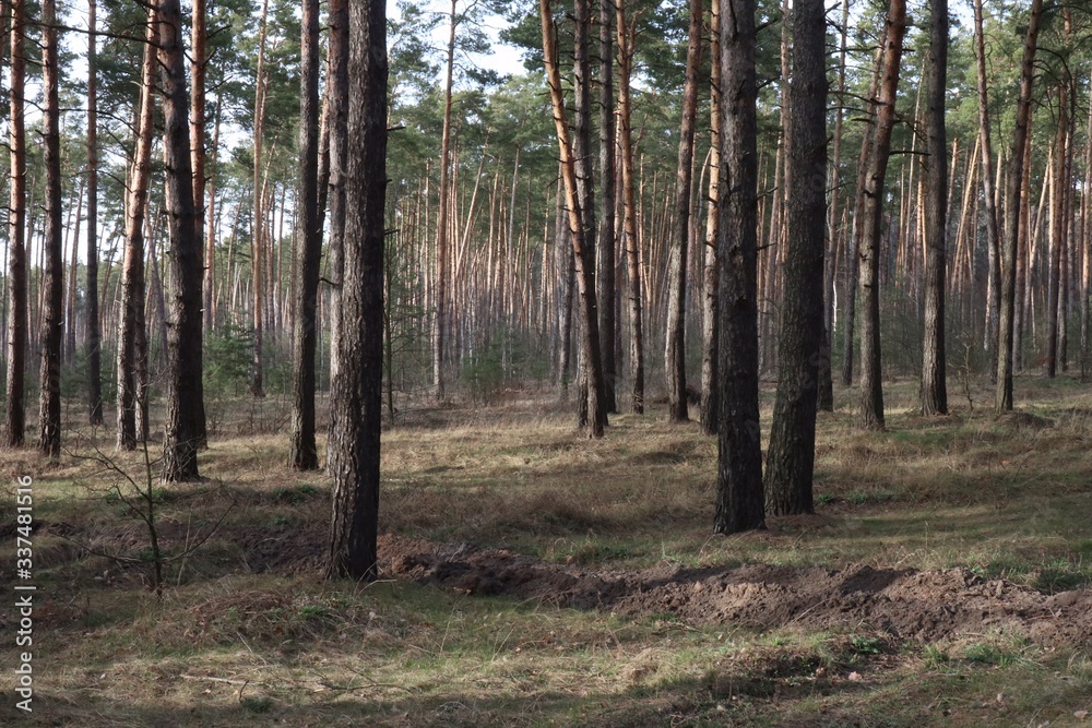 Naklejka premium Outskirts of a pine forest in early spring, in sunny weather. Large pine trees on the sand dunes.