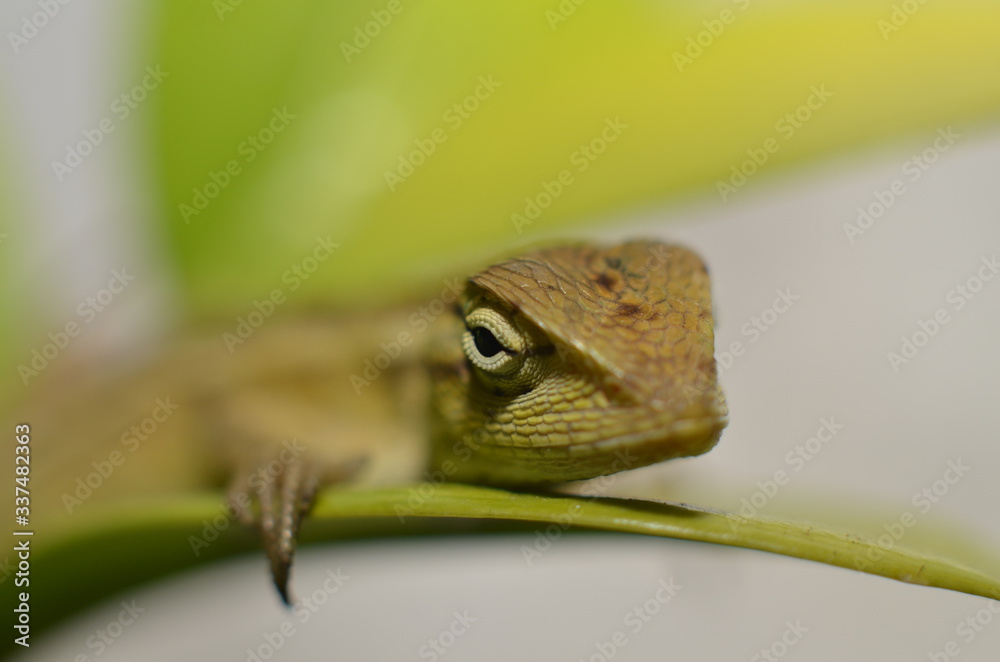 Fototapeta premium the chameleon is coarse and textured like a dark, four-legged snake scales with a long tail with the head shaped like a serrated perched on a branch of a starfruit tree leaf