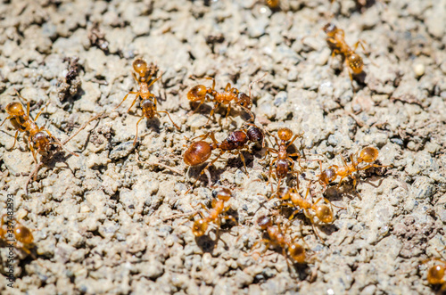 Fire Ants Up Close 