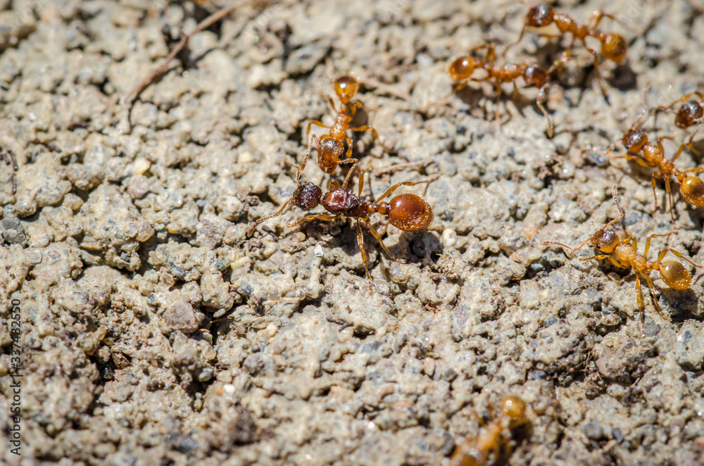 Fire Ants Up Close 