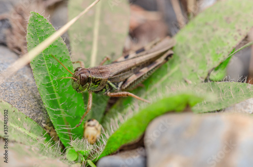 Grasshopper Up Close 