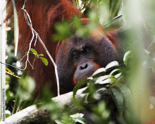 Male orangutan in jungle