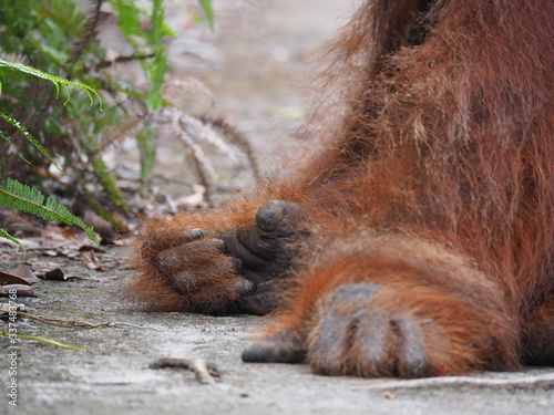 Orangutan hand and feet