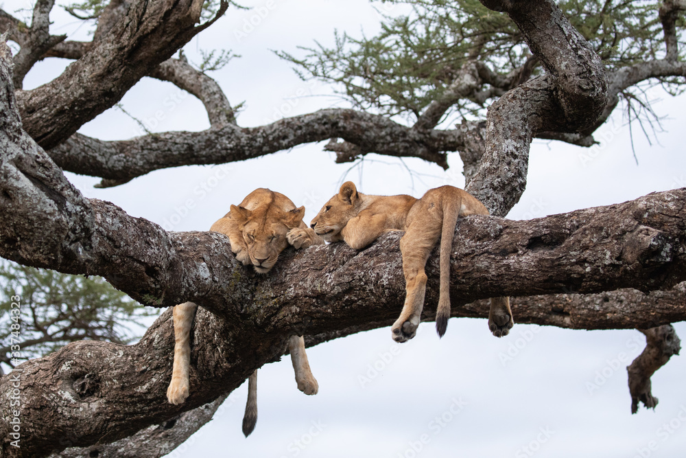 Two young lion in a tree Two young lion in a tree